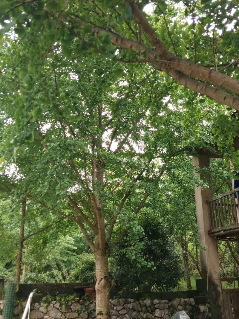 银杏大小规格都有，产地发货，质量保证，欢迎进店联系