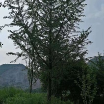 银杏大小规格都有，产地发货，质量保证，欢迎进店联系