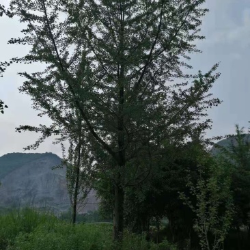 银杏大小规格都有，产地发货，质量保证，欢迎进店联系