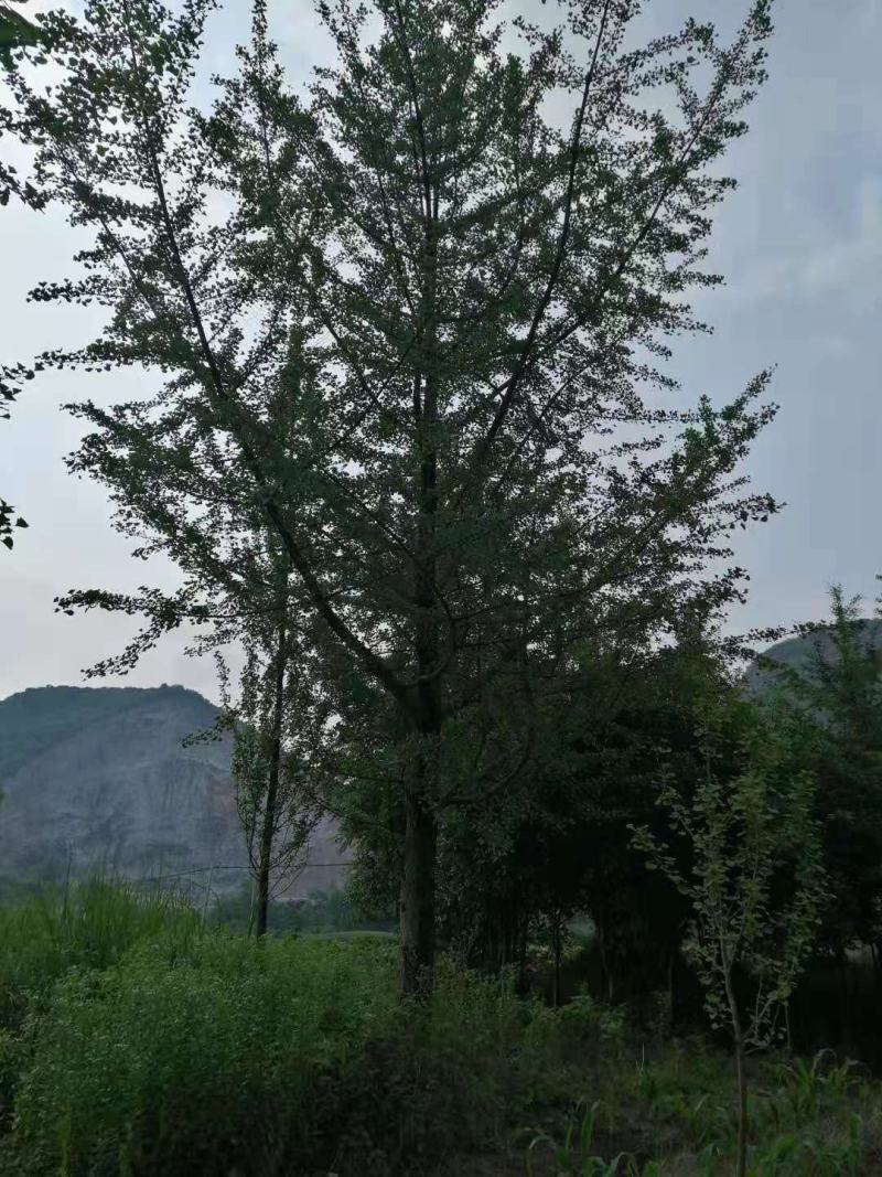银杏大小规格都有，产地发货，质量保证，欢迎进店联系