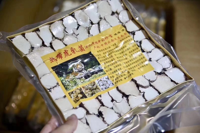 虎乳菌野生虎乳菌野生虎奶菇煲汤虎奶菇汤保证正品