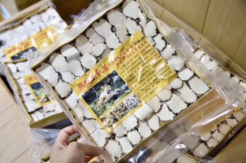 虎乳菌野生虎乳菌野生虎奶菇煲汤虎奶菇汤保证正品