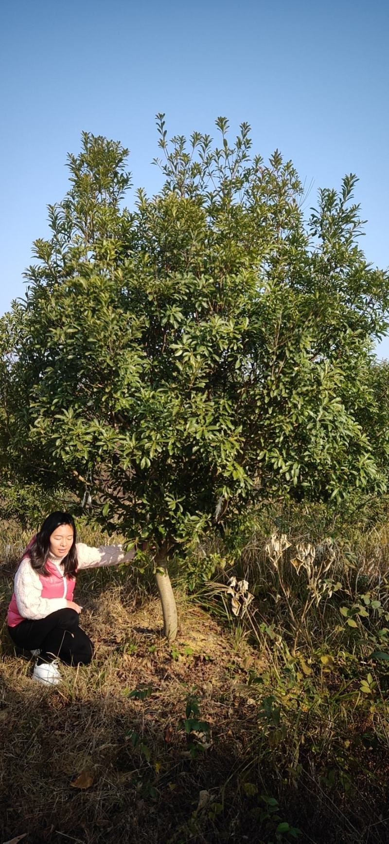 丛生杨梅，3.5米冠，产地发货，易种植，欢迎进店联系