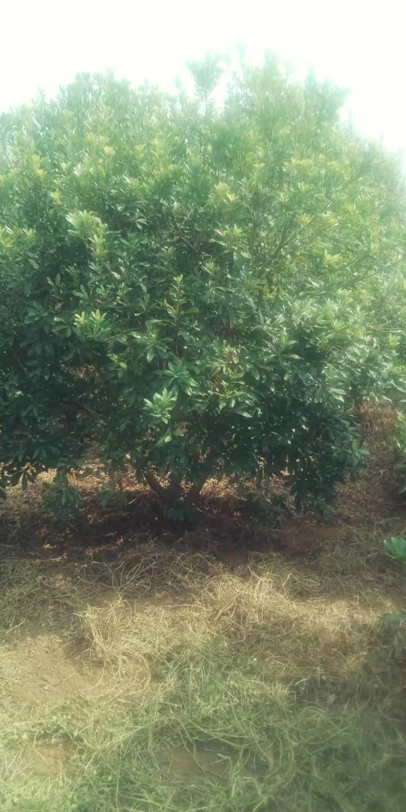 丛生杨梅，3.5米冠，产地发货，易种植，欢迎进店联系