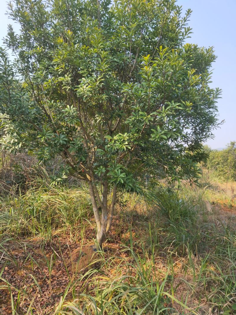 丛生杨梅，3.5米冠，产地发货，易种植，欢迎进店联系