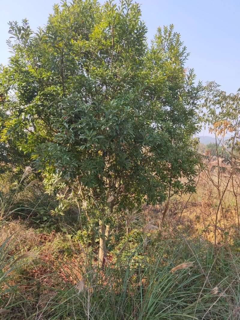 丛生杨梅，3.5米冠，产地发货，易种植，欢迎进店联系