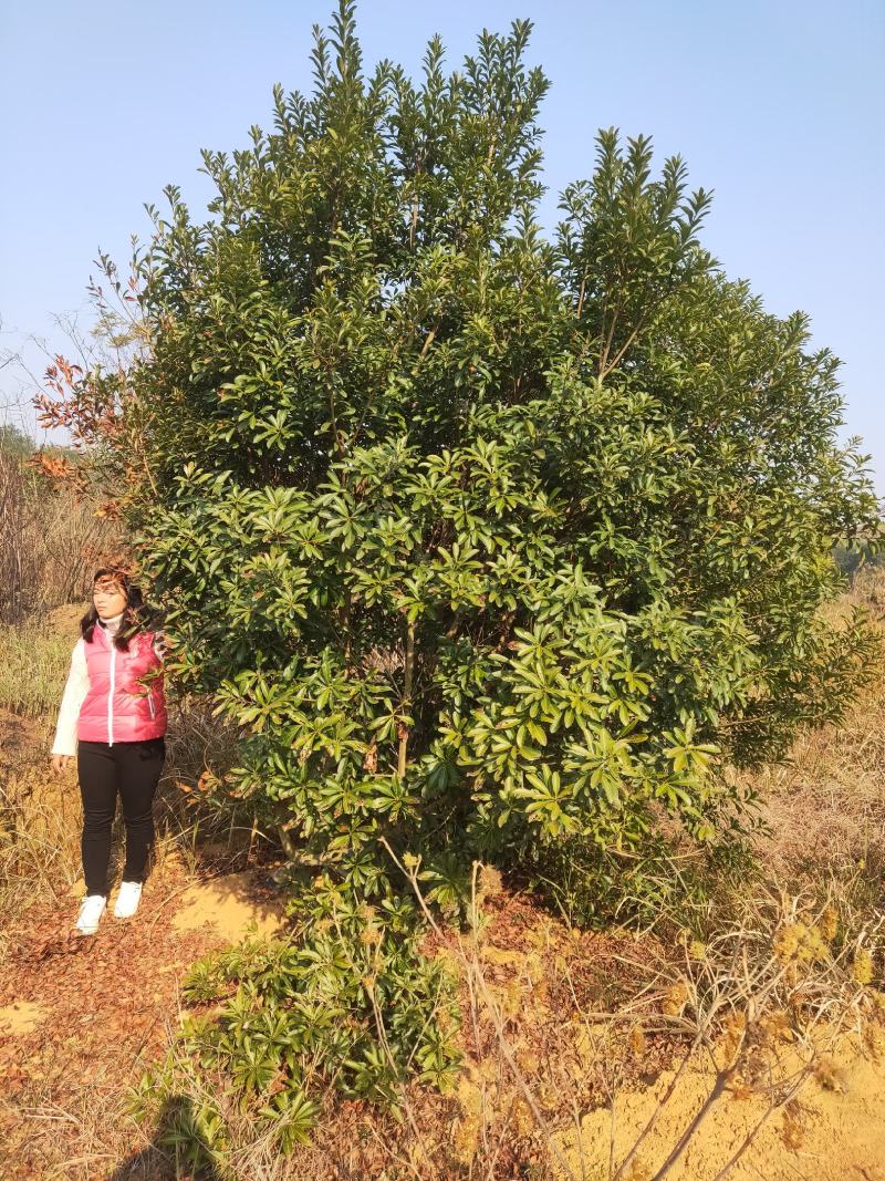 丛生杨梅，3.5米冠，产地发货，易种植，欢迎进店联系