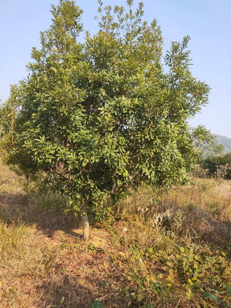 丛生杨梅，3.5米冠，产地发货，易种植，欢迎进店联系