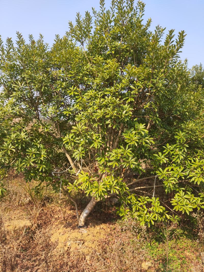丛生杨梅，3.5米冠，产地发货，易种植，欢迎进店联系