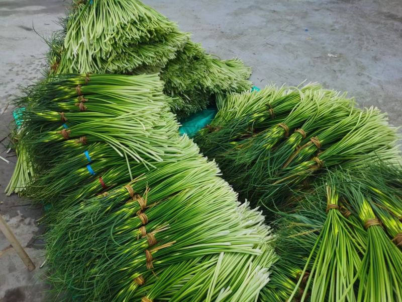 【牛商推荐】河南蒜‘薹白帽蒜苔大量现货供应诚信经营