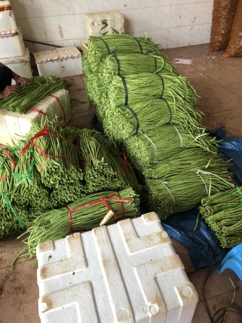 广东湛江市徐闻精品农产品豆角