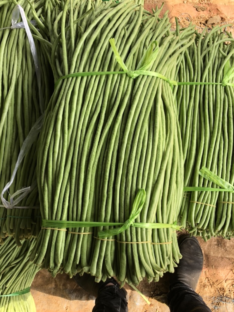广东湛江市徐闻精品农产品豆角