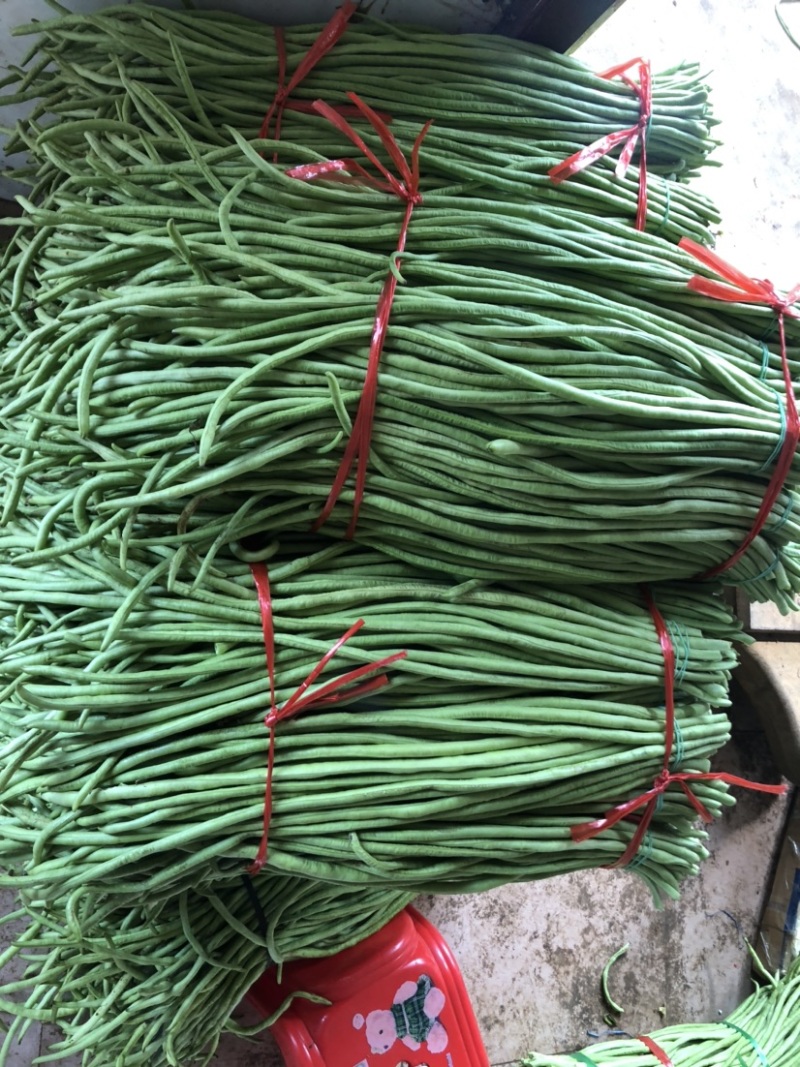 广东湛江市徐闻精品农产品豆角