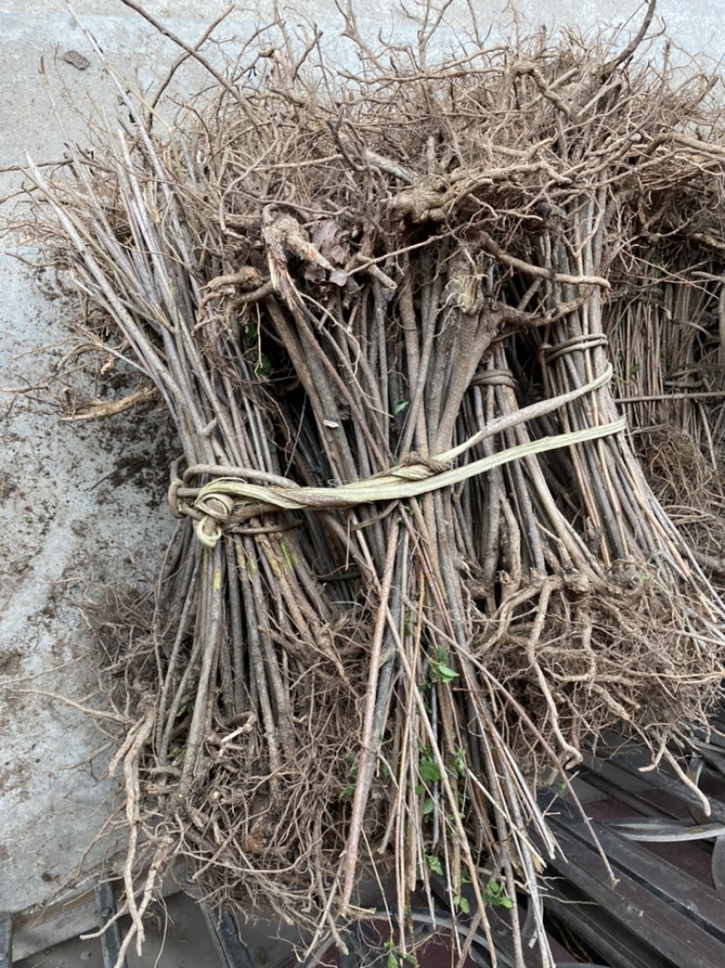 药用连翘树苗河南产地直供优质连翘苗产量高