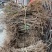 药用连翘树苗河南产地直供优质连翘苗产量高