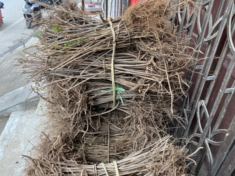 药用连翘树苗河南产地直供优质连翘苗产量高