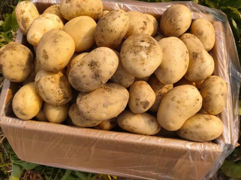 【优选】山东土豆荷兰十五土豆大量上市现挖现发品质保证