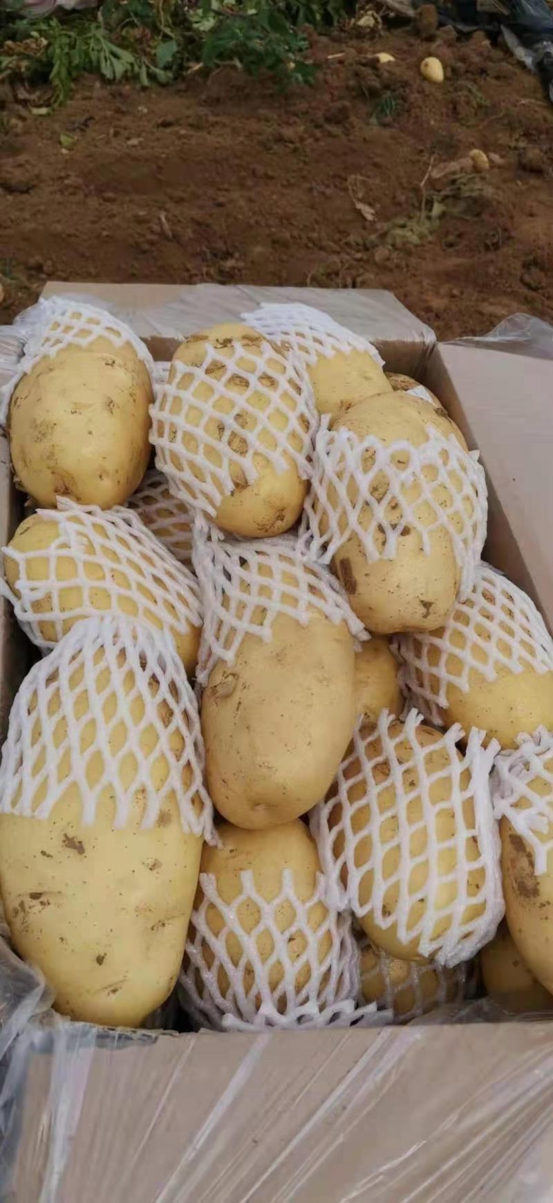 【优选】山东土豆荷兰十五土豆大量上市现挖现发品质保证