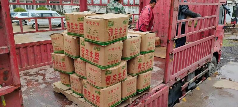 【优选】山东土豆荷兰十五土豆大量上市现挖现发品质保证