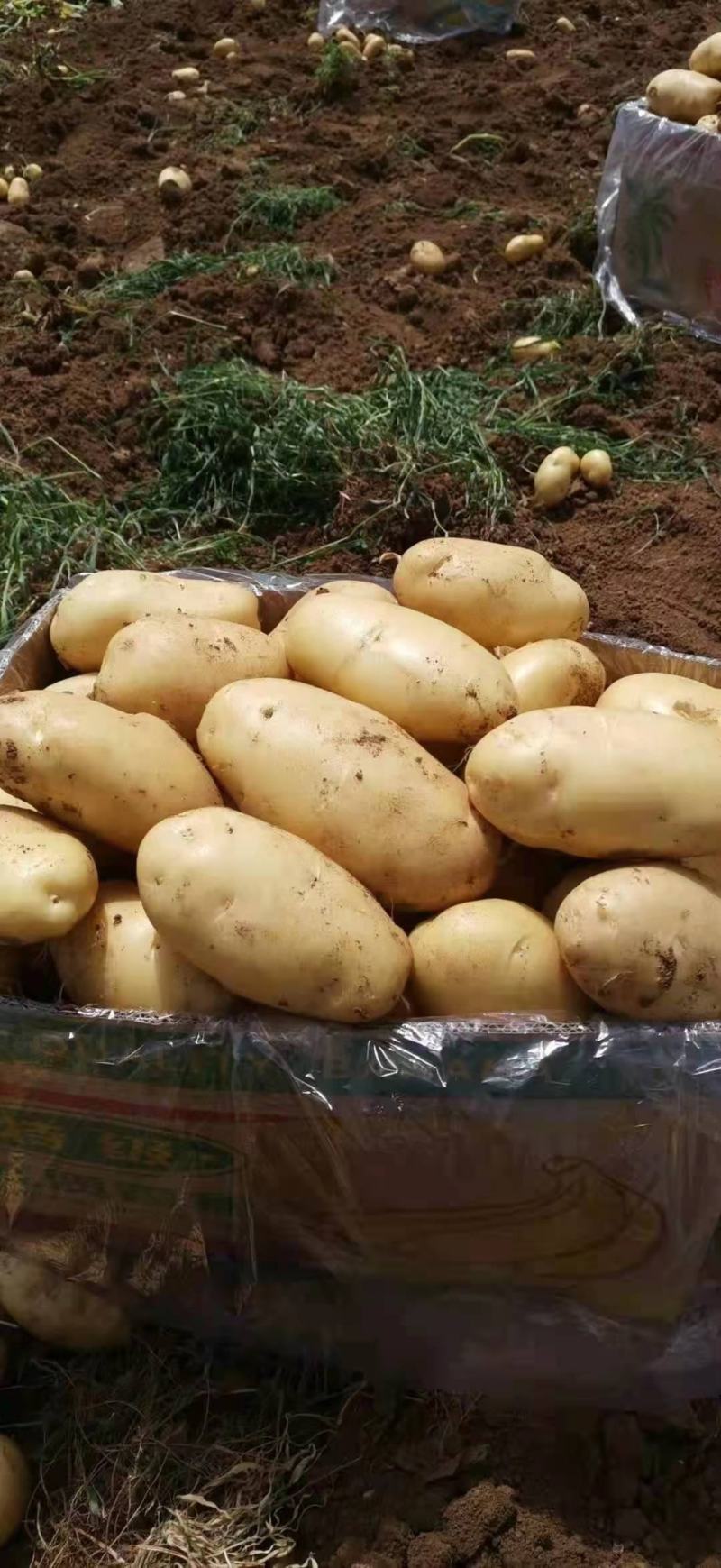 【优选】山东土豆荷兰十五土豆大量上市现挖现发品质保证