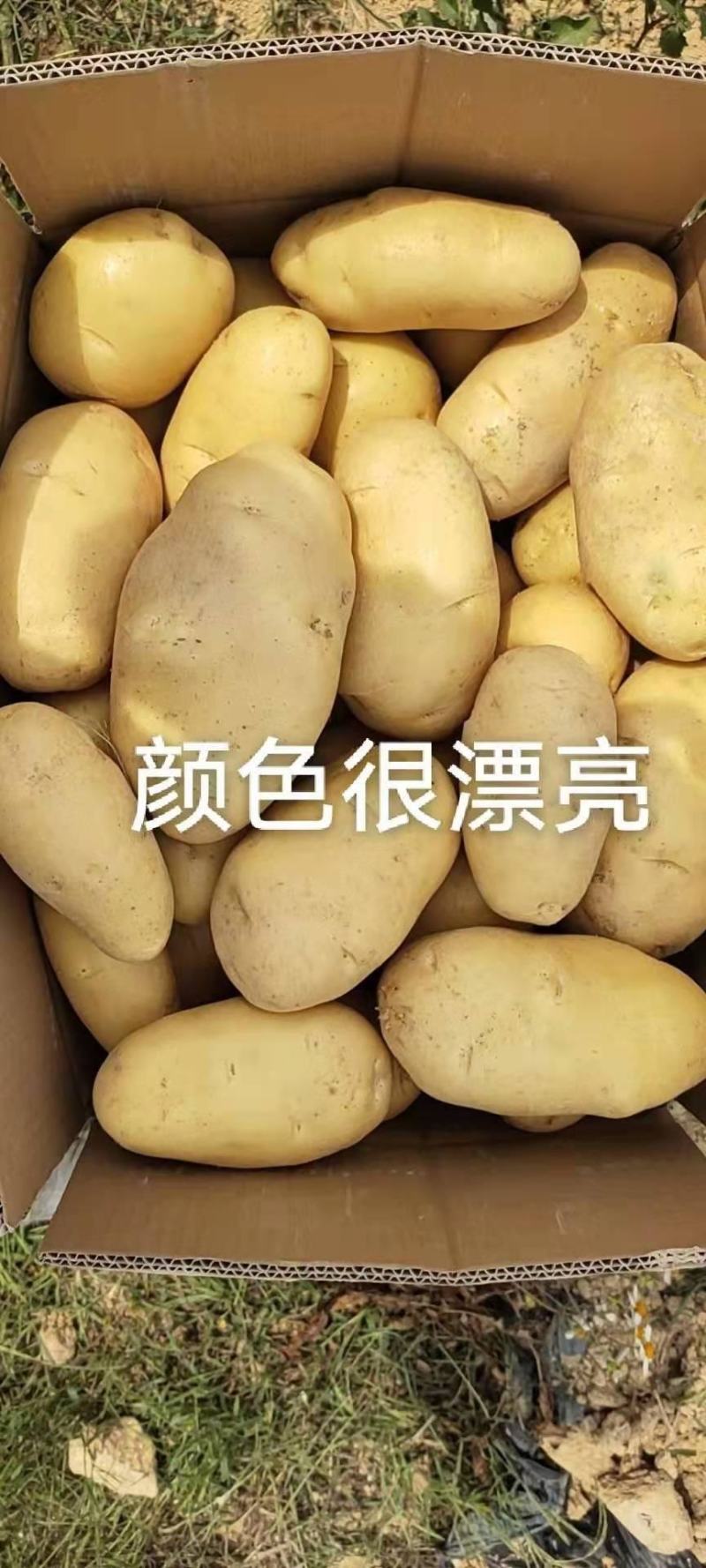【优选】山东土豆荷兰十五土豆大量上市现挖现发品质保证