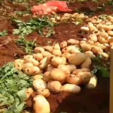 云南文山土豆大量上市