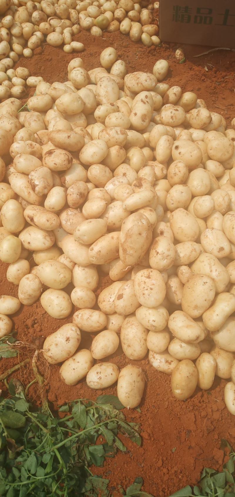 云南文山土豆大量上市