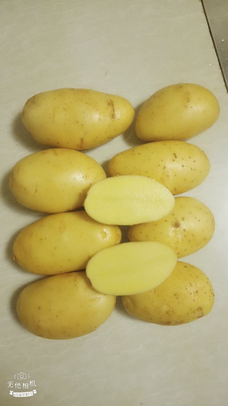 云南文山土豆大量上市