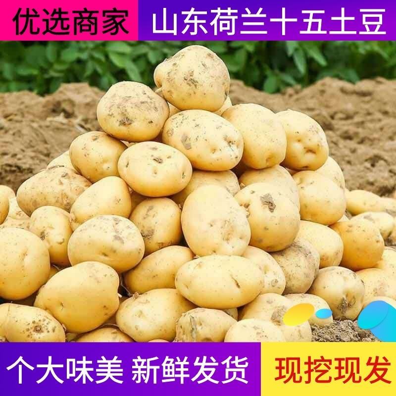 山东马铃薯，荷兰十五土豆，一手货源，全国发货
