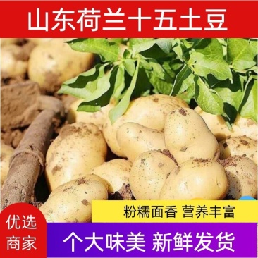 山东马铃薯，荷兰十五土豆，一手货源，全国发货