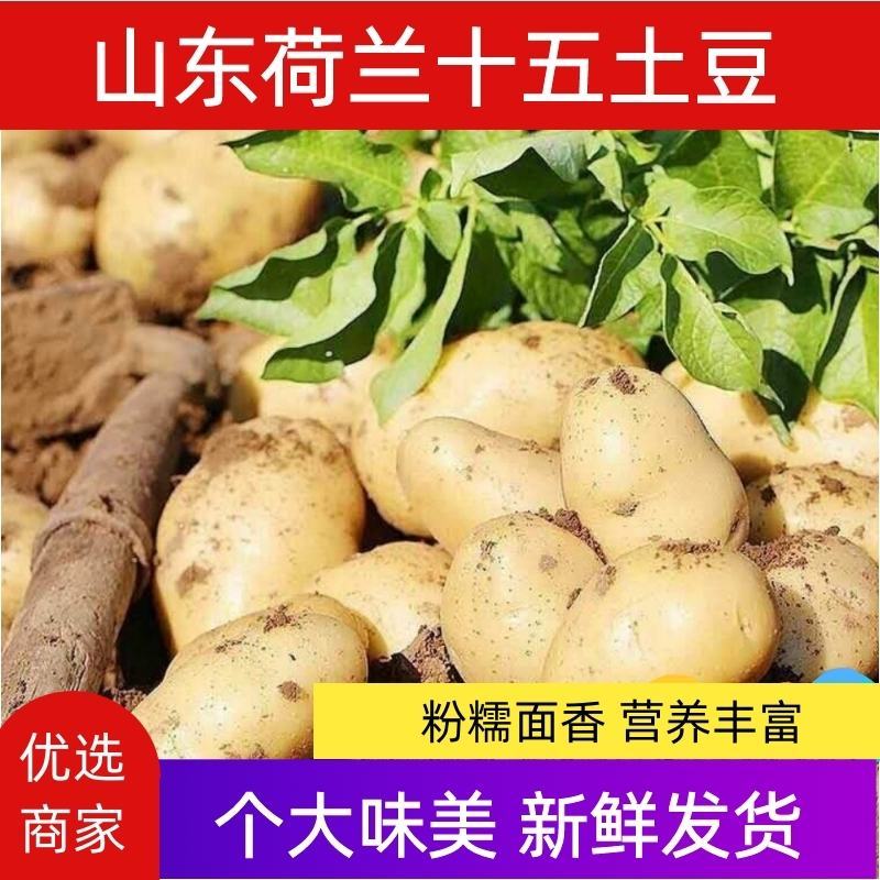山东马铃薯，荷兰十五土豆，一手货源，全国发货