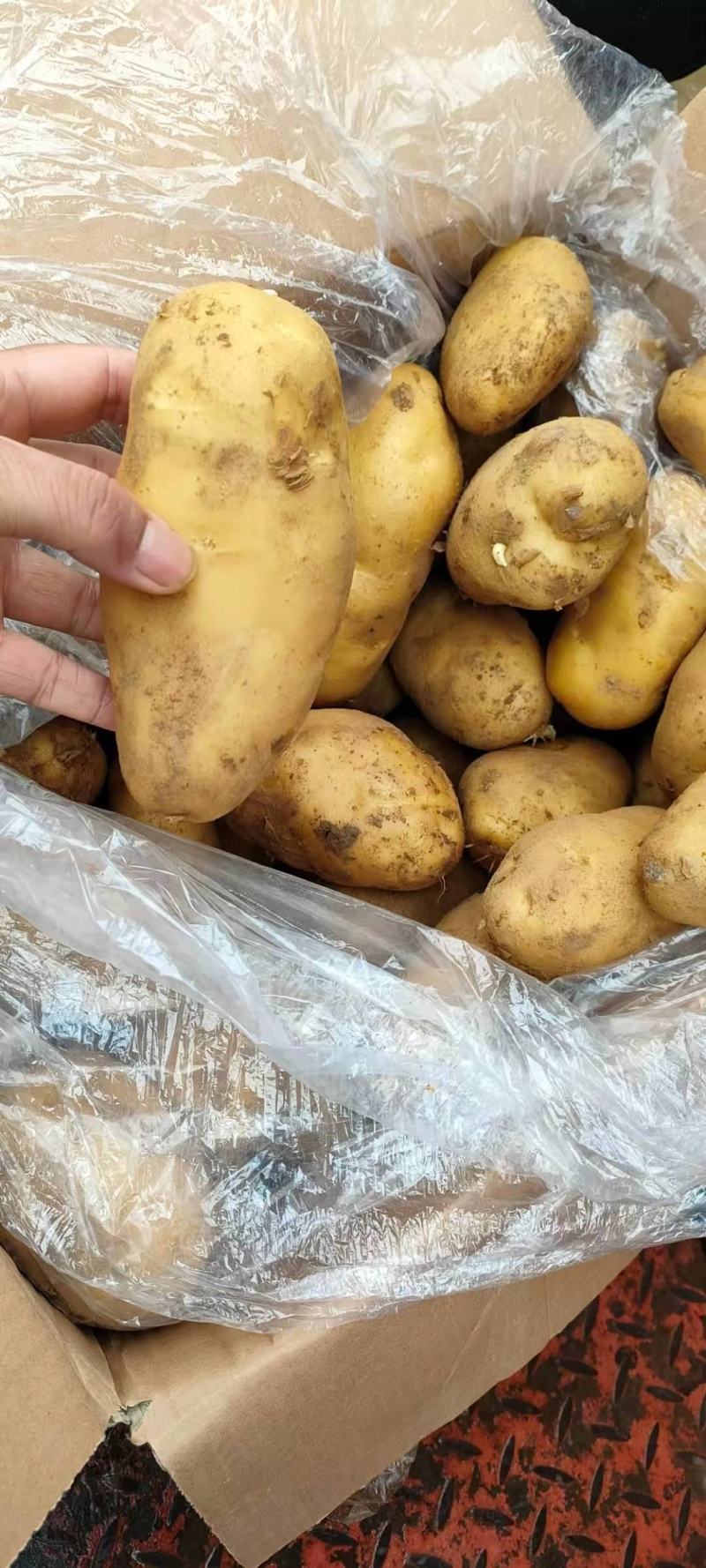 山东马铃薯，荷兰十五土豆，一手货源，全国发货