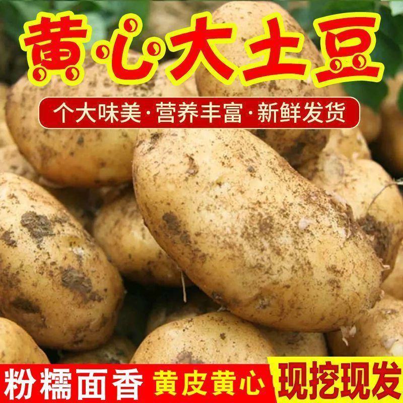 山东马铃薯，荷兰十五土豆，一手货源，全国发货