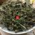 新鲜干货云南野生中药材青叶胆青叶丹走胆药包邮