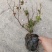 月季花丰华月季品种月季产地可以看货
