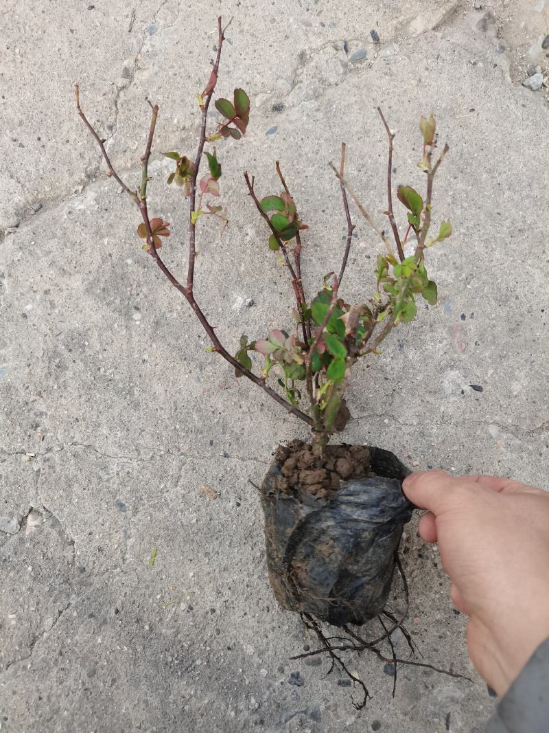 月季花丰华月季品种月季产地可以看货