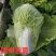 抗热白菜种子，国申吉夏耐高温夏季播夏阳55天上市反季节
