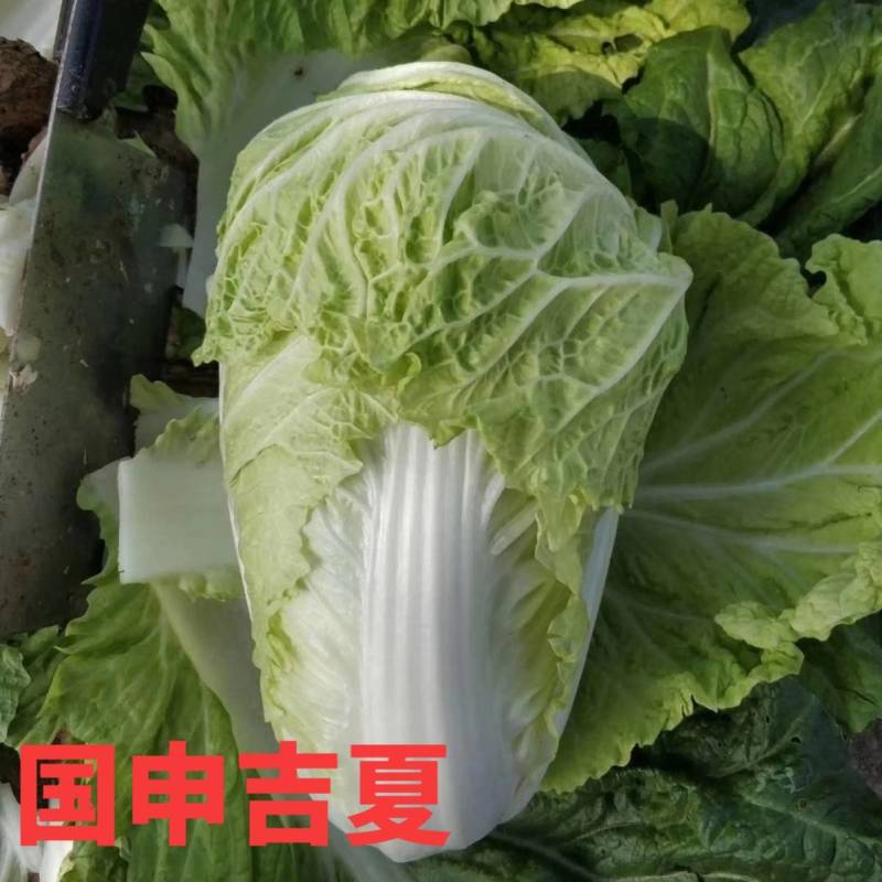 抗热白菜种子，国申吉夏耐高温夏季播夏阳55天上市反季节