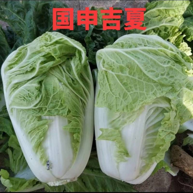 抗热白菜种子，国申吉夏耐高温夏季播夏阳55天上市反季节
