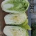抗热白菜种子，国申吉夏耐高温夏季播夏阳55天上市反季节