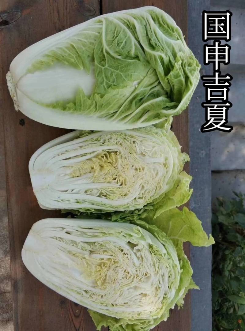 抗热白菜种子，国申吉夏耐高温夏季播夏阳55天上市反季节