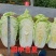 抗热白菜种子，国申吉夏耐高温夏季播夏阳55天上市反季节