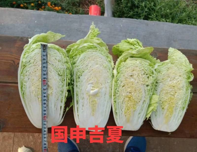 抗热白菜种子，国申吉夏耐高温夏季播夏阳55天上市反季节