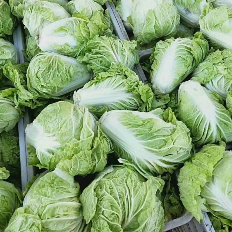 抗热白菜种子，国申吉夏耐高温夏季播夏阳55天上市反季节