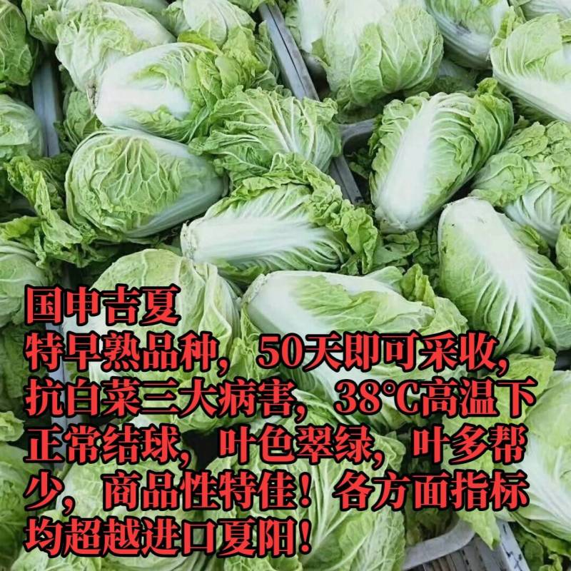 抗热白菜种子，国申吉夏耐高温夏季播夏阳55天上市反季节