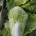 抗热白菜种子，国申吉夏耐高温夏季播夏阳55天上市反季节