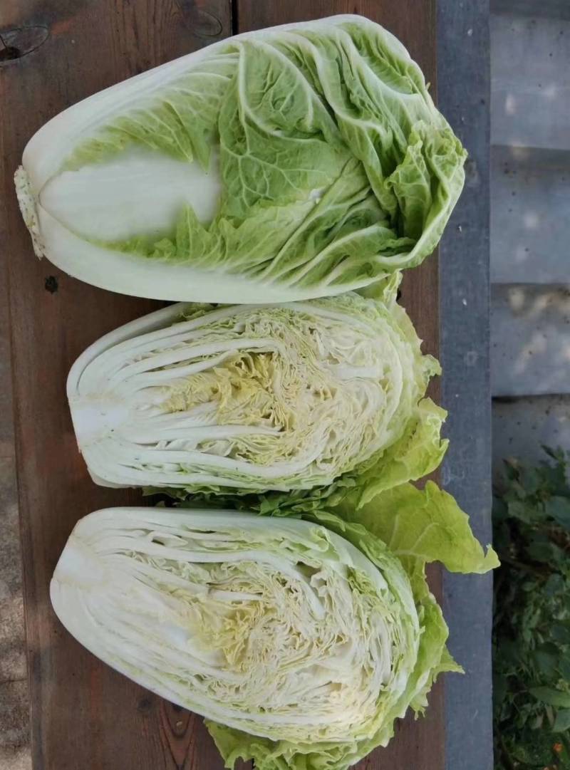 抗热白菜种子，国申吉夏耐高温夏季播夏阳55天上市反季节