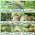80%代森锰锌1000g代森猛锌辛杀菌剂早疫病黑星病炭疽