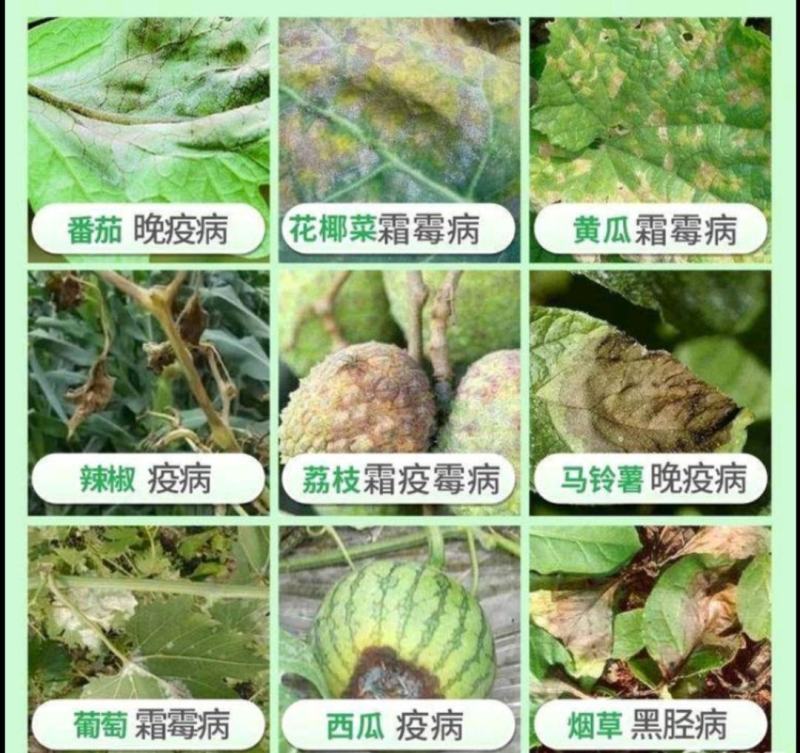 80%代森锰锌1000g代森猛锌辛杀菌剂早疫病黑星病炭疽