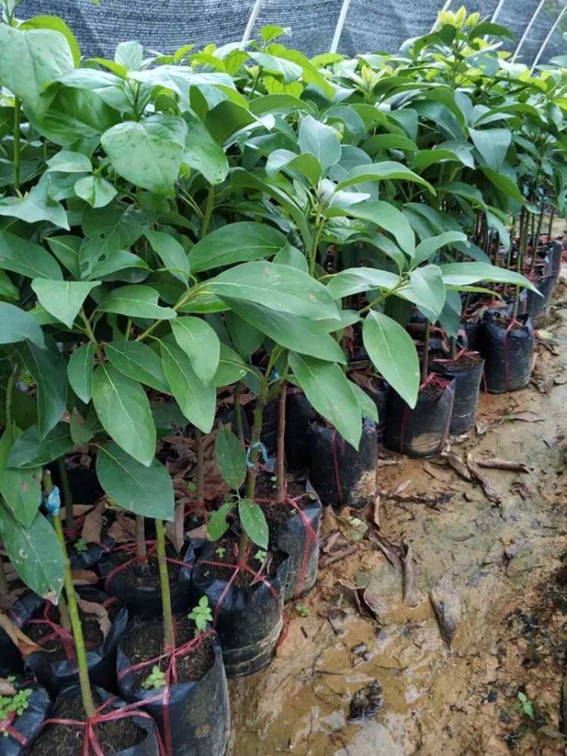 牛油果树苗桂垦大2号哈斯新品种越南青瓜鳄梨嫁接当年结果